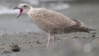 Young Slatybacked gull playing with stone [upl. by Aitak322]