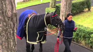 Lhippodrome de Vincennes à la fête avec la Soirée Tropicale 2015 [upl. by Elisabet]