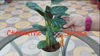 Ctenanthe Setosa Care Never Never Plant Prayer Plant care Calathea care [upl. by Aser]