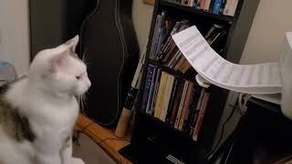 Cat watching printer like its a scary movie [upl. by Sucramrej978]