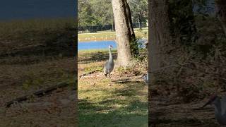 Las Gallinas en 🇺🇸 usa chile mexico peru colombia [upl. by Corabelle]