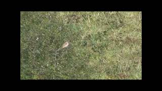 Two Red backed shrike Marazion Pollyjoke [upl. by Leamiba]