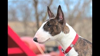 Bull Terrier Puppy  Training session using very simple equipment [upl. by Leahcimluap118]