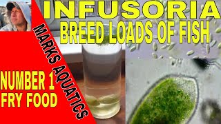 HOW TO CULTURE INFUSORIA FOR FISH FRY [upl. by Gawlas140]