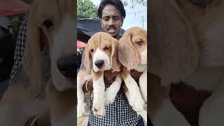 Good Quality Beagle Puppy  Kolkata Dog Market  Current Price Updates [upl. by Les]