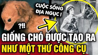 Đáng thương GIỐNG CHÓ TURNSPIT có cuộc sống NHƯ ĐỊA NGỤC cho đến khi BIẾN MẤT HOÀN TOÀN  Tin 3 Phút [upl. by Xila]