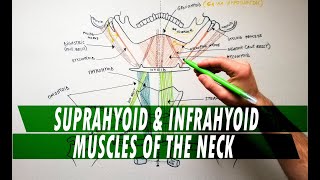 Suprahyoid amp Infrahyoid muscles of the neck  Anatomy Tutorial [upl. by Analihp8]