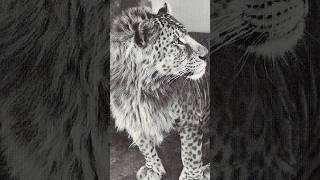 3 of the rarest hybrids animalhybrids animalfacts cama leopon jaglion [upl. by Enelrihs]