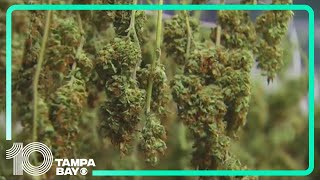 Amendment 3 Florida’s recreational marijuana measure projected to fail [upl. by Dhruv]