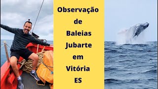 Baleias Jubarte  Tudo Sobre o Tour de Observação em Vitória no Espírito Santo [upl. by Files]