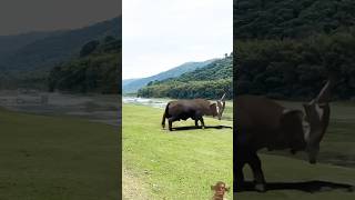 Share ￼j dance ￼j￼￼ animals poweranimal wildlife ￼ animalbattle funny elephant safari ￼￼ [upl. by Ennovy746]