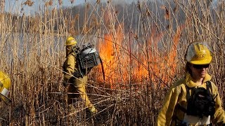 Fighting Phrag with Fire An invasive Phragmites management case study [upl. by Ydwor]