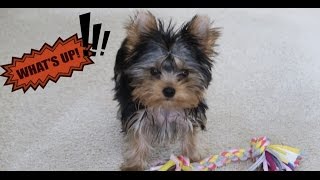 Yorkie puppy talking up a storm [upl. by Vance]