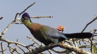 Purplecrested Turaco Tauraco porphyreolophus Glanzhaubenturako [upl. by Gemmell]