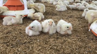 Daily work at Broiler farm  Broiler life 7 days old chicken relaxing with broiler behavior [upl. by Steele]