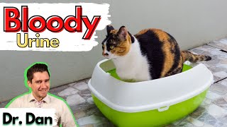 Blood in your cats urine explained Vet covers common causes of bloody urine in Cats [upl. by Wong837]