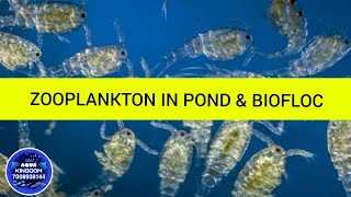 ZOOPLANKTON IN POND amp BIOFLOC SYSTEM CULTURE [upl. by Ravid]