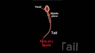 Key Components of a Sperm Cell pregnant baby sperm September 8 2024 [upl. by Aenad]