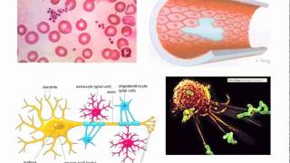 Factores de crecimiento [upl. by Aimat]