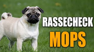 Mops Rassecheck  Rasseportrait Rassebeschreibung [upl. by Meggi]