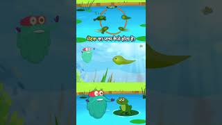 मेंढक का जीवन चक्र  Life Cycle Of A Frog In Hindi  Binocs Ki Duniya shorts [upl. by Ardnahsal]