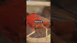 Mind Blowing Facts Golden pheasant shorts animals funfacts informative [upl. by Mutat]