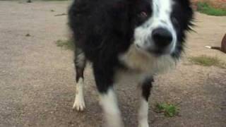 Border Collies Amazing Dogs Play in Water Sheepdog Cute Puppy splashing wet DVD Movie Trailer [upl. by Stempson]