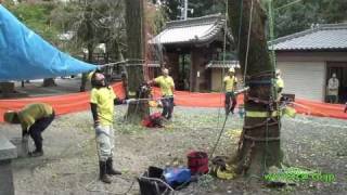 Tree Climbing Japan Arborist Temple Tree Work Part 2 [upl. by Fugate]