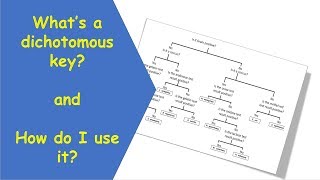 Dichotomous Key tutorial video [upl. by Owena604]