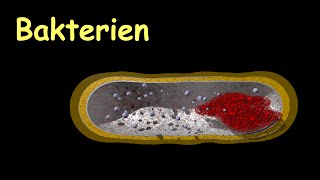 Aufbau von Bakterien [upl. by Maier]