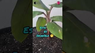 🌳Árbol de Plátano 🍌Cultivo Super Fácil en Macetas parati ARBOL viral foryou fyp platano [upl. by Aryamo]