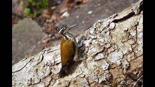 Greater flameback WoodPecker [upl. by Dibru]