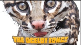 How Many Spots Has An Ocelot Got An endangered species song your kids will love [upl. by Etterb715]