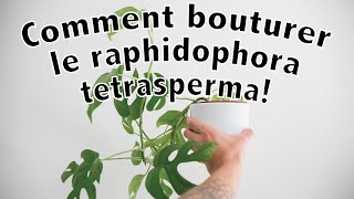 Comment bouturer le raphidophora tetrasperma ou monstera minima [upl. by Jesse]