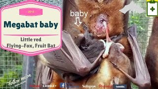 Australian rescued Bats  Rehab  Bat Megabat Little Red baby born Flyingfox Fruit bat❤️🦇 [upl. by Avigdor]