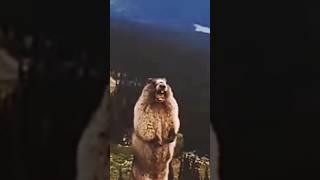 MARMOT SCREAMING 😱 MEME VOICE VIRAL 💕☺️ [upl. by Calida]