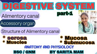 Digestive system  Alimentory canal  Accessory organ Structure of Alimentory canal A amp p gnmbsc [upl. by Amluz]