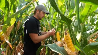 Get ready to see some HUGE corn yields this season [upl. by Hyrup799]