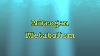 Intro to Nitrogen Metabolism [upl. by Savory]