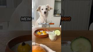 Hund 🐶  Kürbis🎃  ❤️ hund kochen rezept [upl. by Rumit]