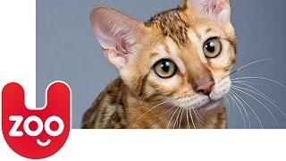 Top 5 Most Expensive Cat Breeds [upl. by Ylrevaw]