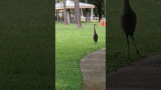 Sandhill Crane Mating Dance pt 2 [upl. by Arley]