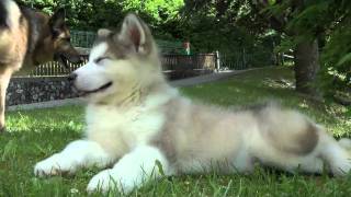 Alaskan Malamute 2 months old [upl. by Greenstein]