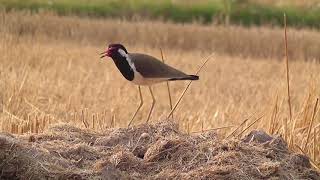 bird sound Red wattled  tateri [upl. by Mairb77]