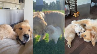 Watch Golden Retrievers Fall In Love [upl. by Venita845]