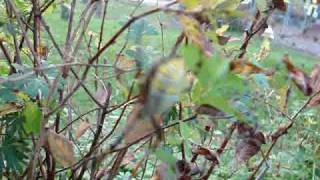 2 Banded Argiope Spiders Enjoying Indian Summer [upl. by Winnifred]