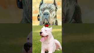 English Bull Terrier vs Tibetan Mastiff vs German Shepherd vs Husky vs Dogo Argentino amp Cane Corso [upl. by Erreit]