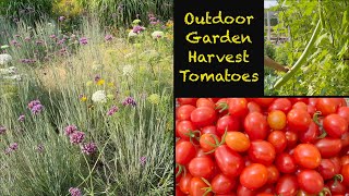 Tomato Harvest Outdoor Leaf [upl. by Earas302]