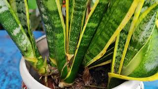 Sansevieria  Ttifasciata  Laurentii  Variegated [upl. by Clevie989]