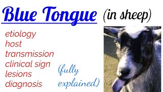 BLUE TONGUE  disease  in sheep  etiology  transmission  clinical sign  lesions  diagnosis [upl. by Kessler25]